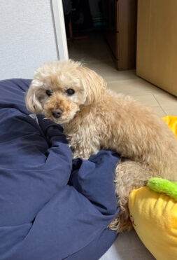 老犬でも安心