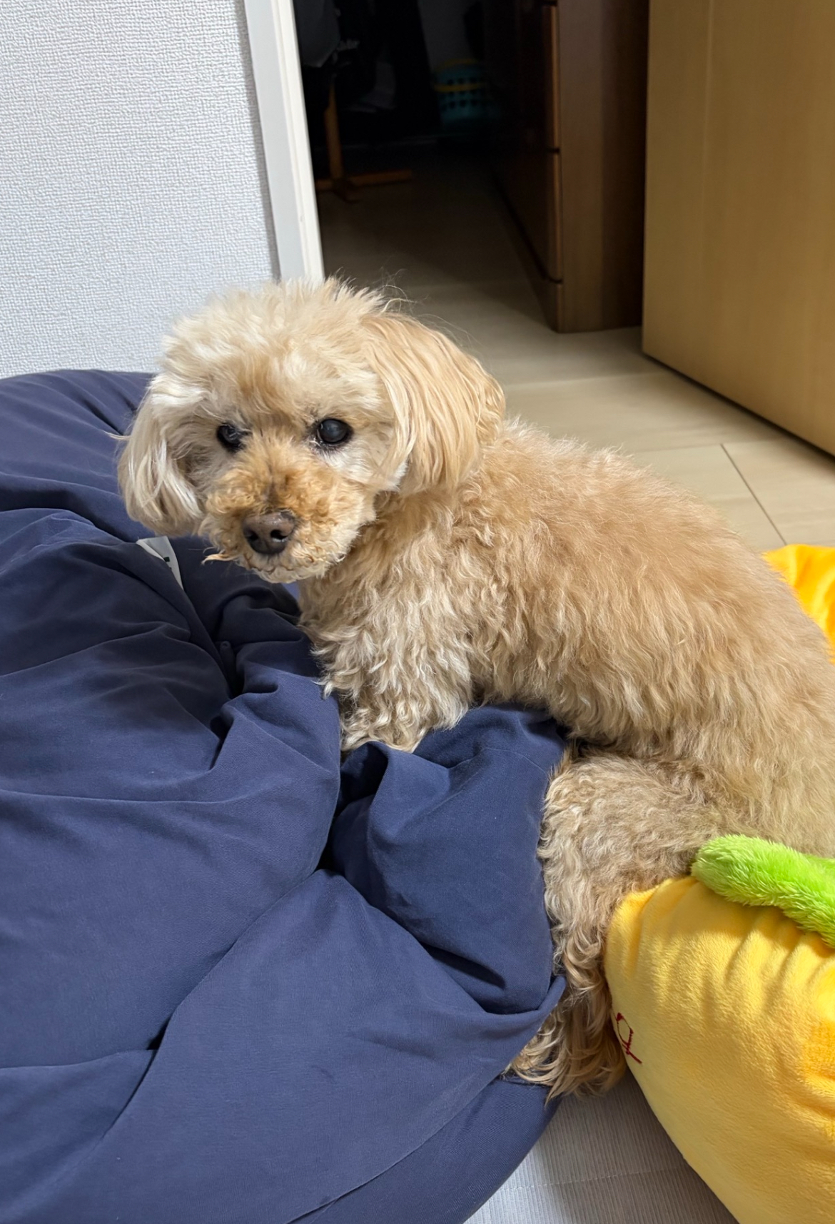 投稿についてもっと詳しく 老犬でも安心