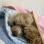 安心して寝れるペットサロン