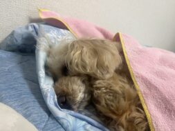 安心して寝れるペットサロン