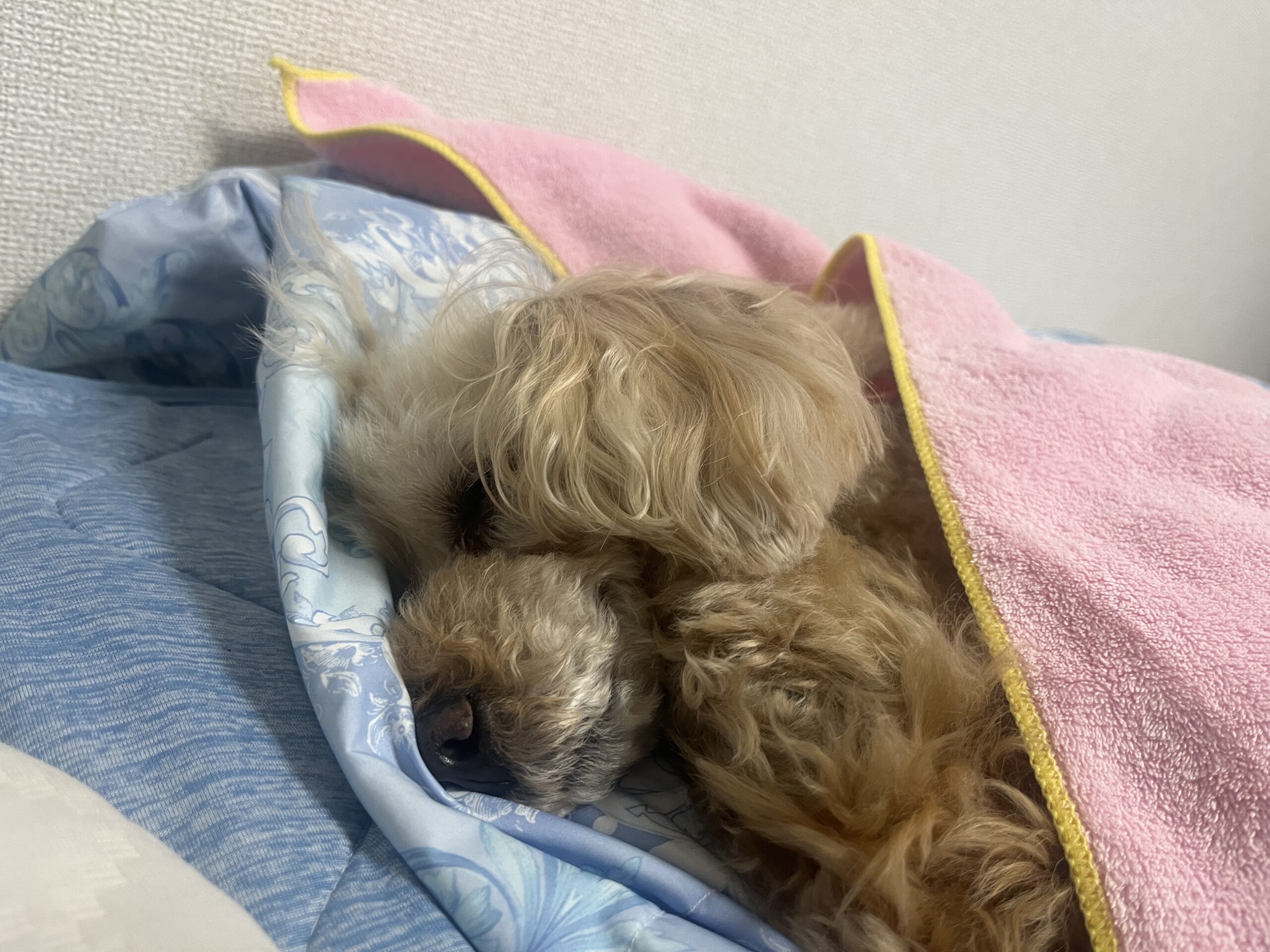 投稿についてもっと詳しく 安心して寝れるペットサロン